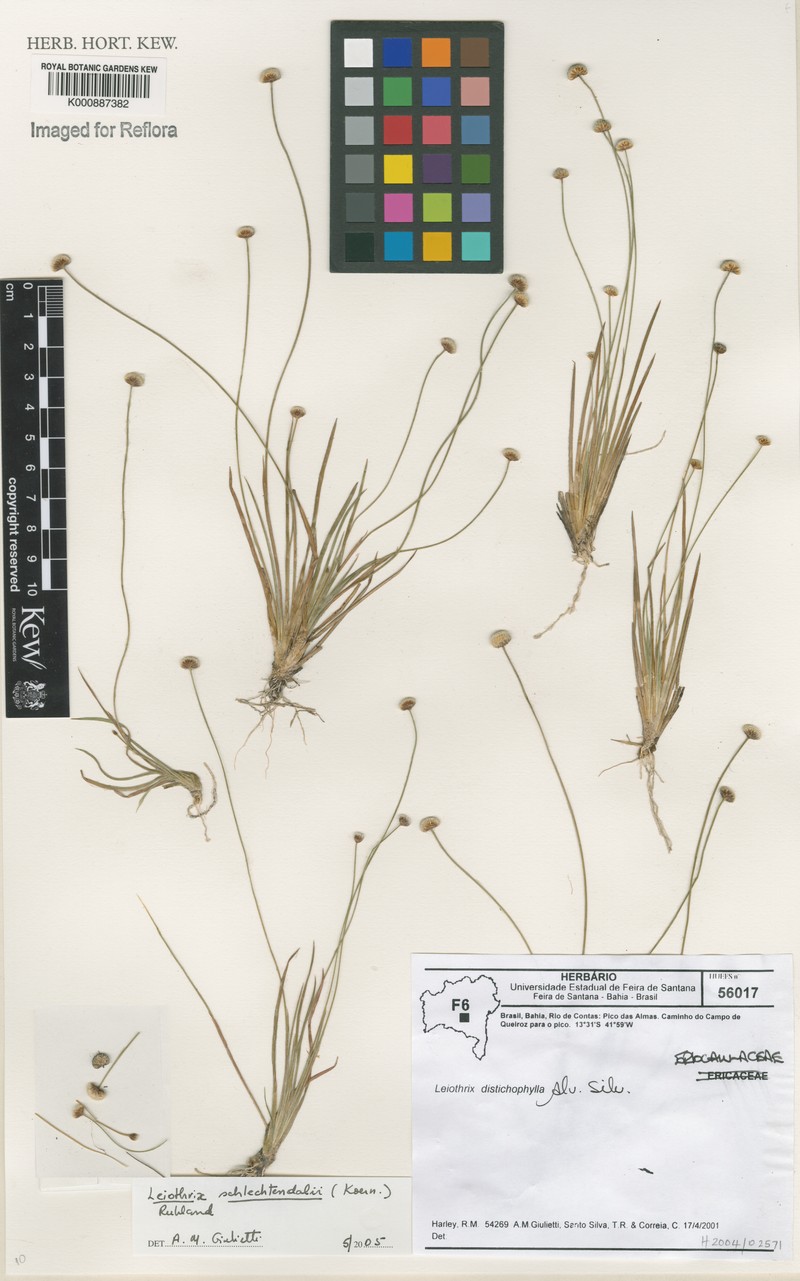 Leiothrix flavescens var. obtusa photo 2