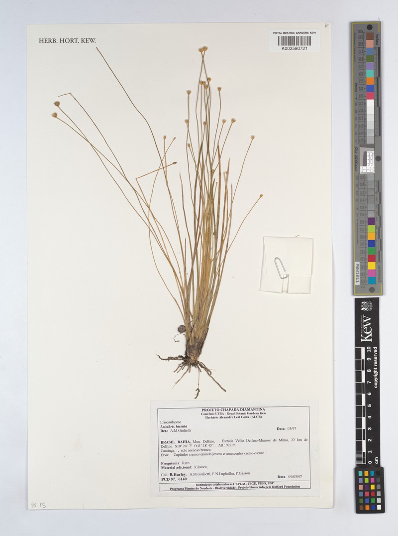 Leiothrix hirsuta var. hirsuta