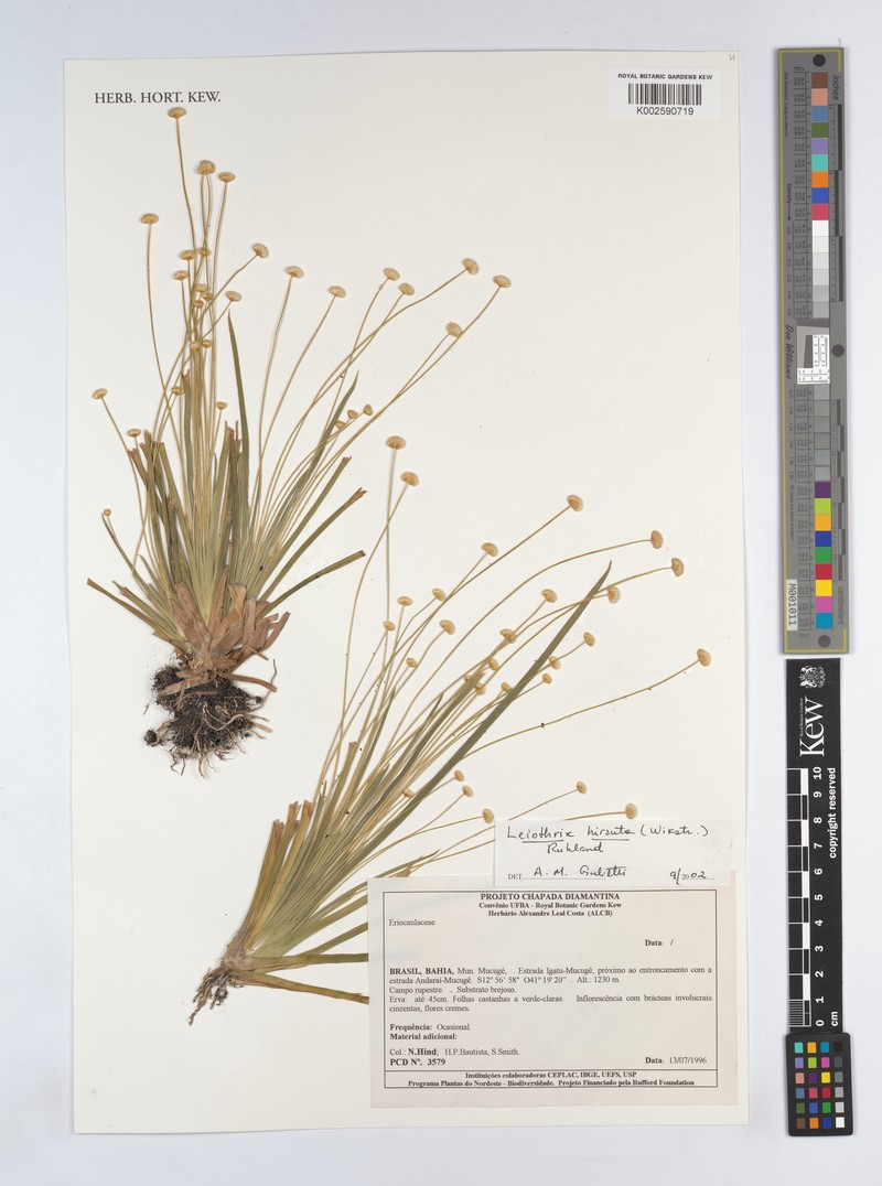 Leiothrix hirsuta var. hirsuta photo 2