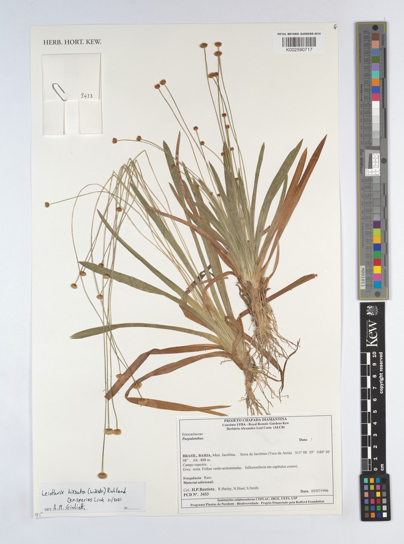 Leiothrix hirsuta var. hirsuta photo 3