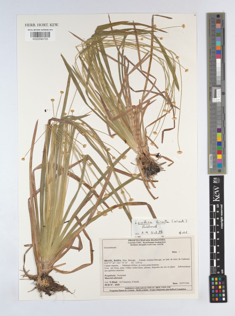 Leiothrix hirsuta var. hirsuta photo 4