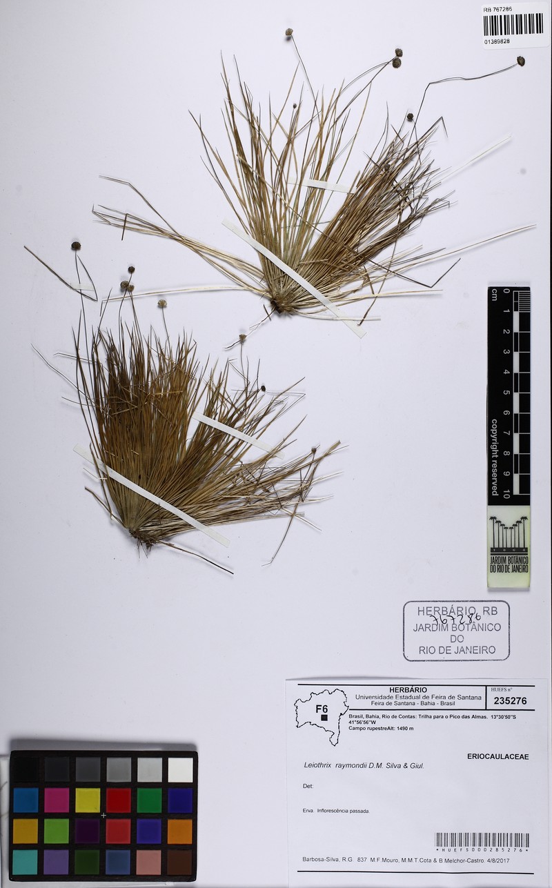 Leiothrix raymondii photo 2