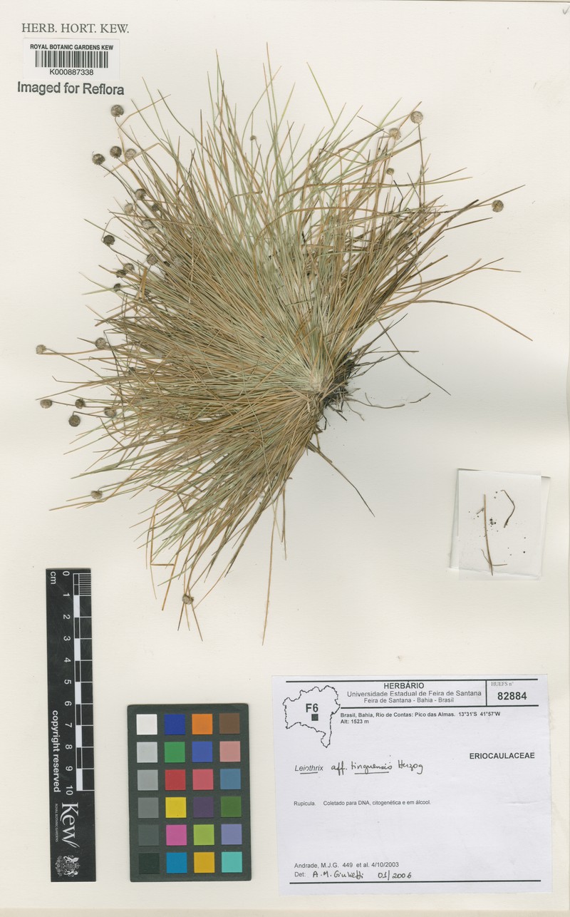 Leiothrix raymondii photo 3