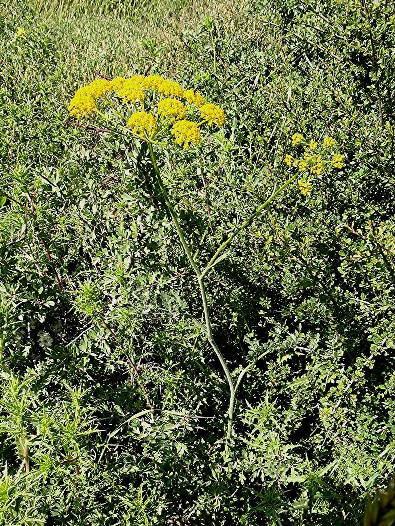 Leiotulus secacul subsp. secacul