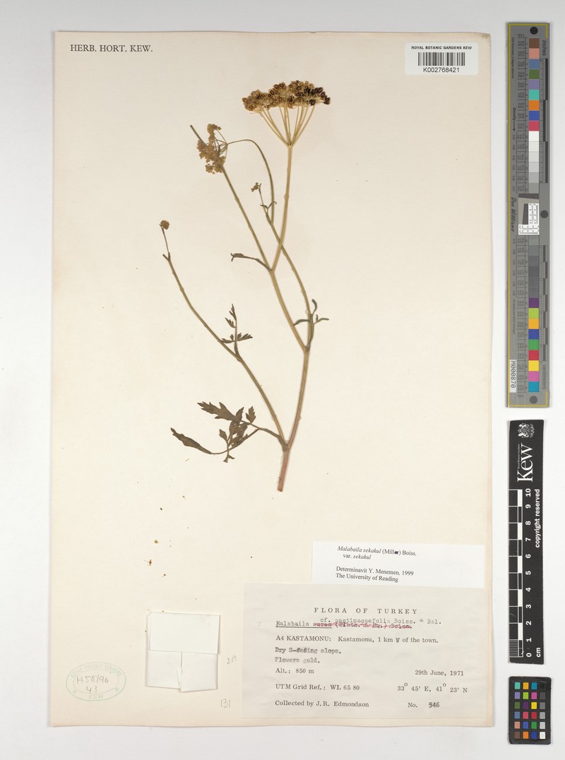 Leiotulus secacul subsp. secacul photo 2