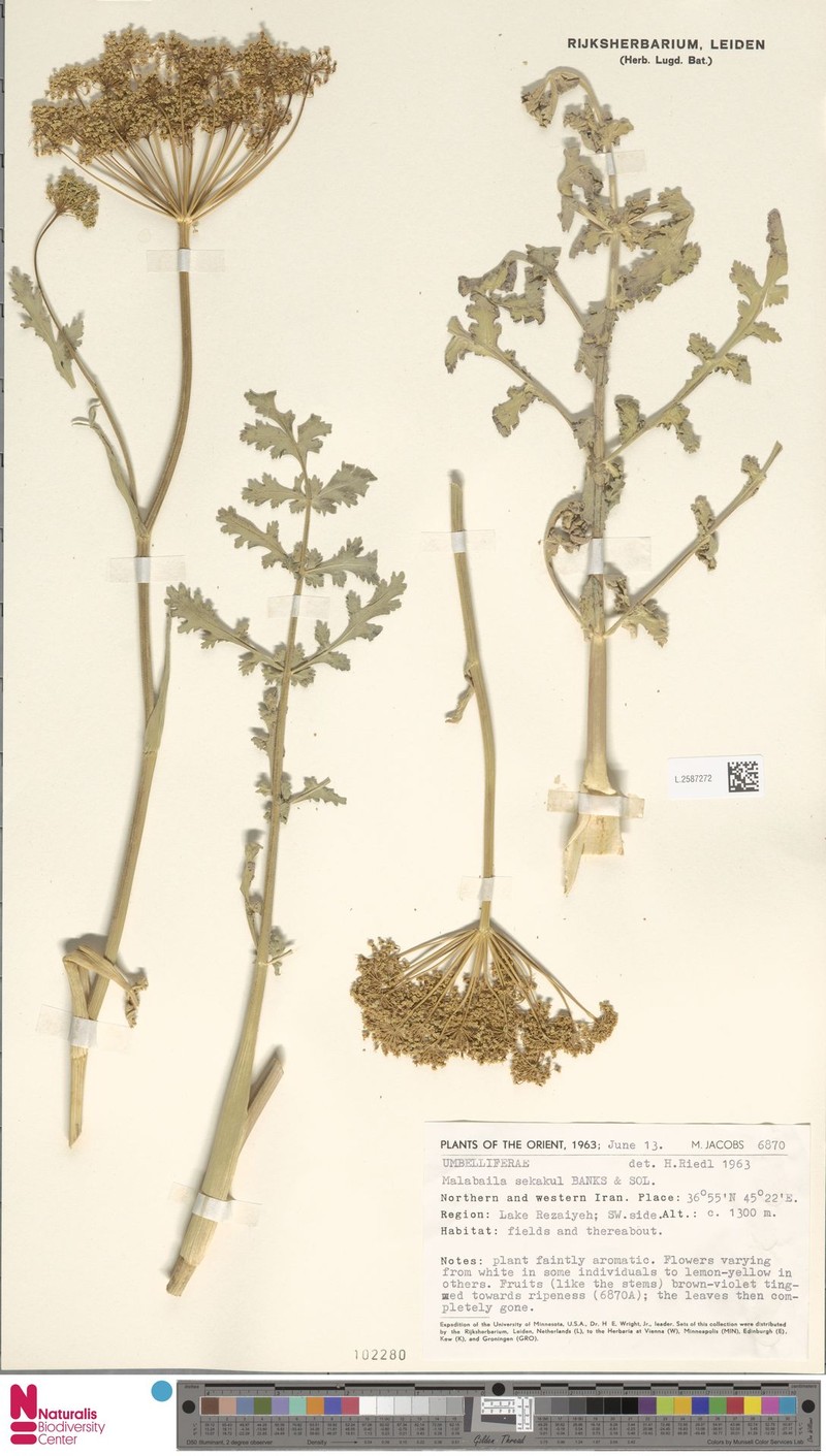 Leiotulus secacul subsp. secacul photo 3