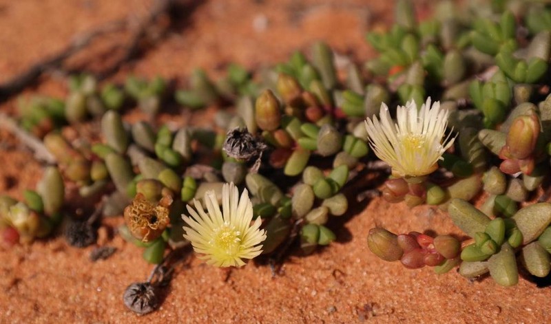 Leipoldtia nevillei
