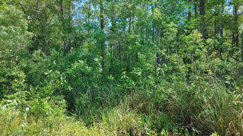 Corkwood photo 2