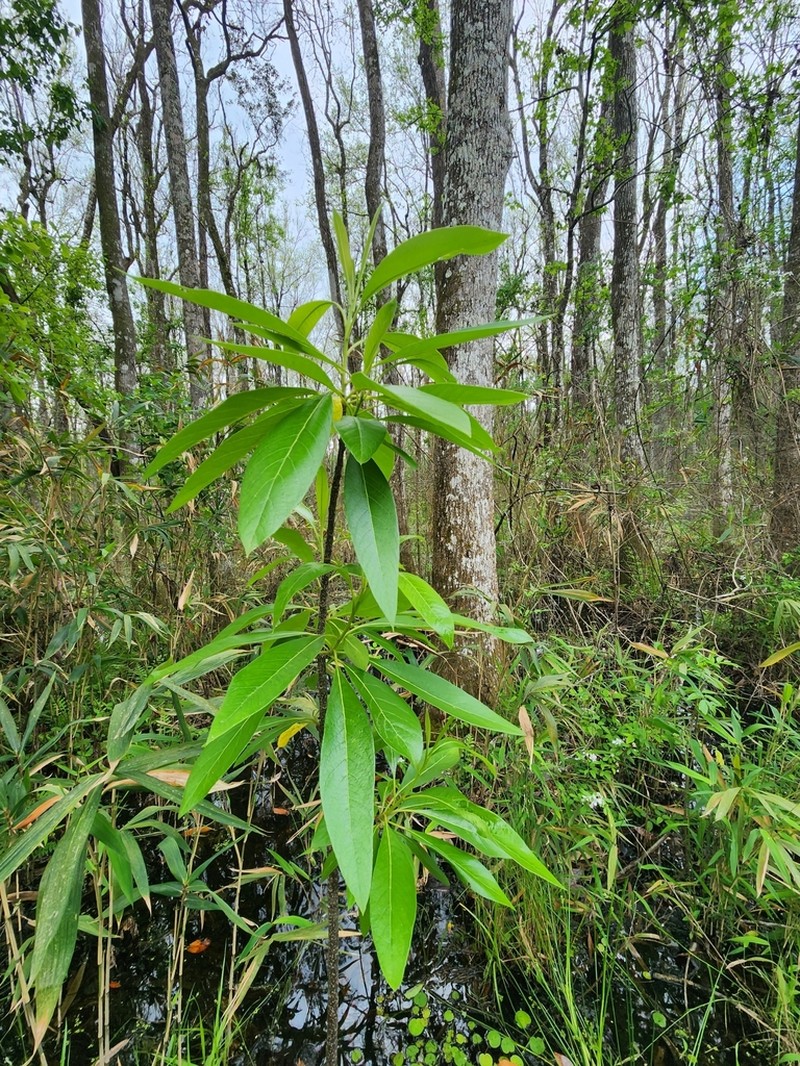 Corkwood photo 3