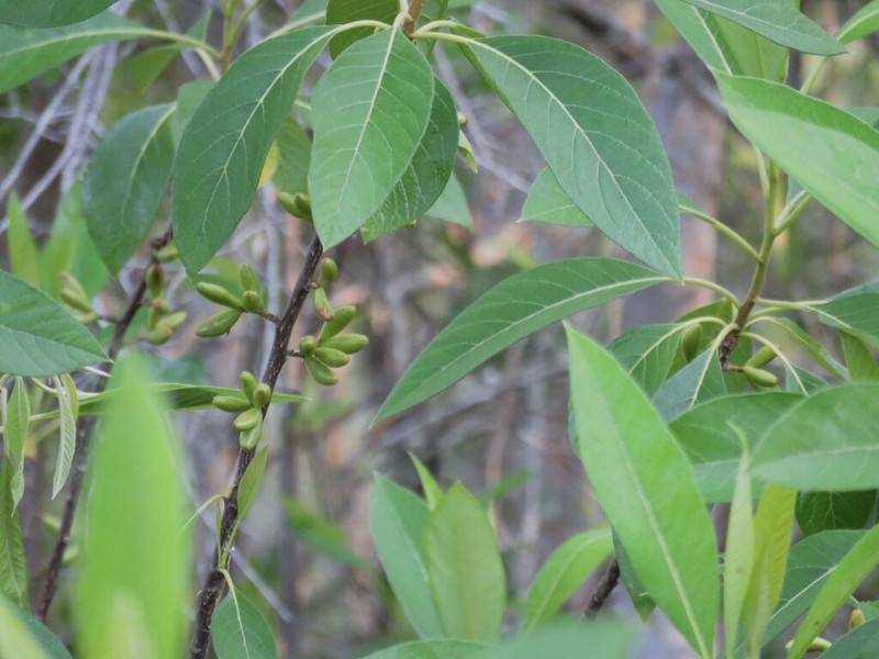 Corkwood photo 4