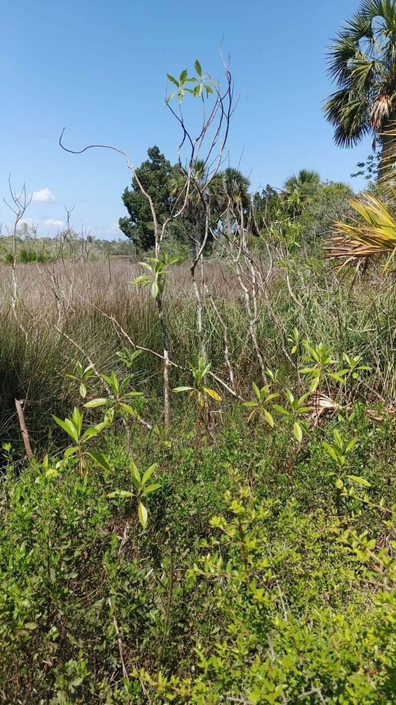 Corkwood photo 6