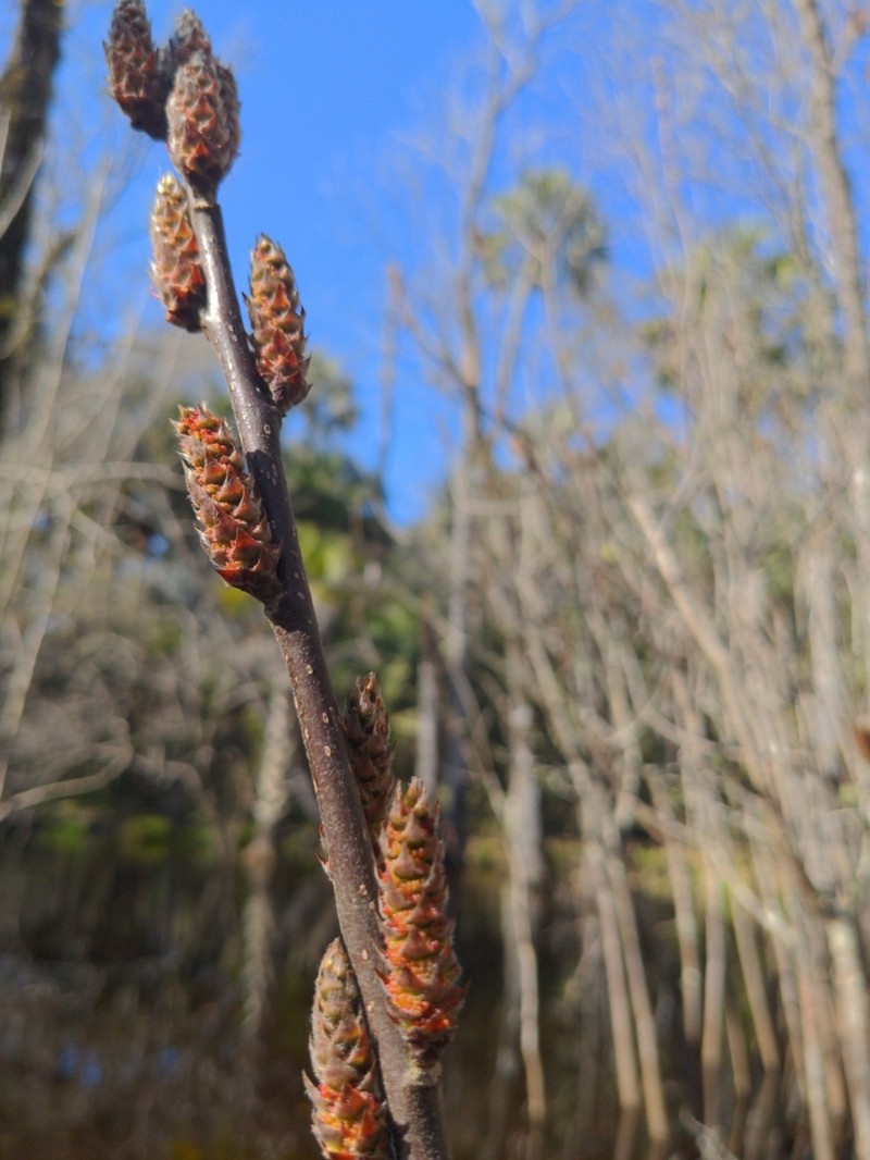 Corkwood photo 7