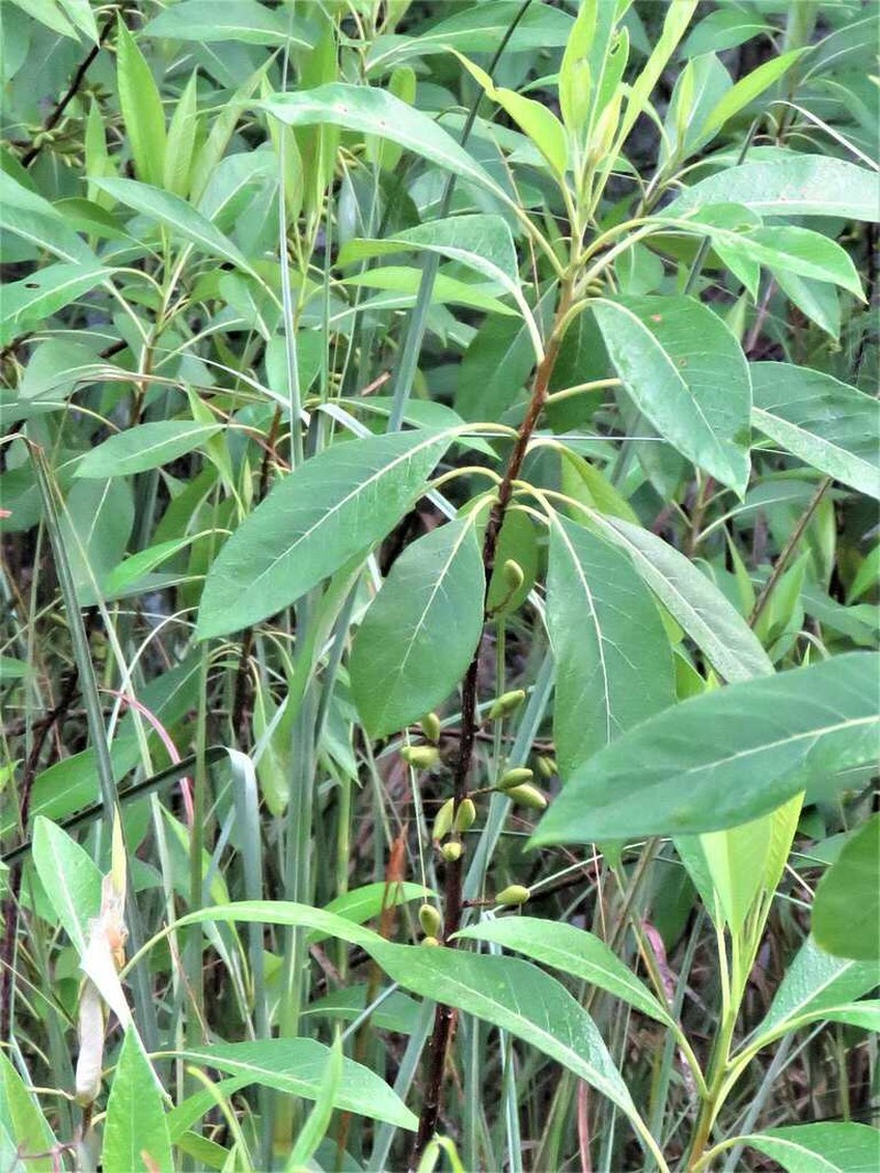 Corkwood photo 8