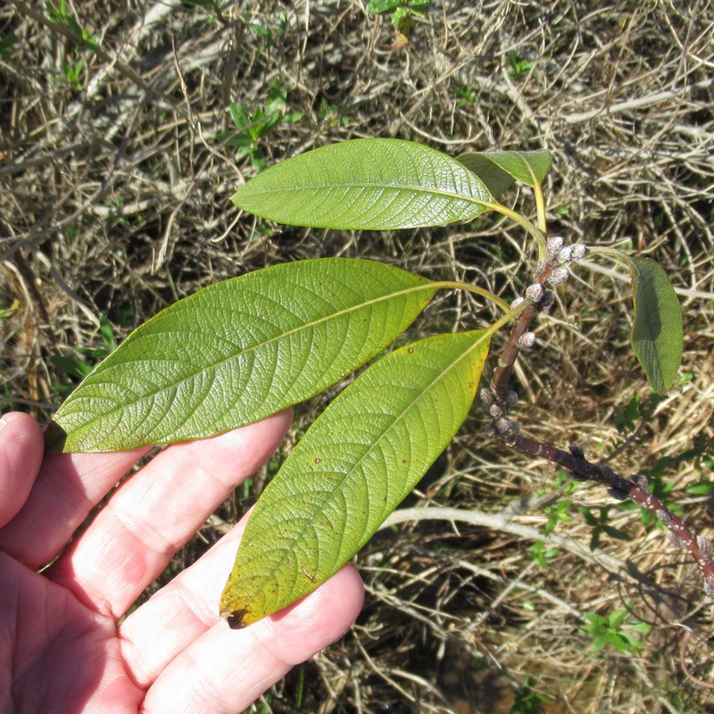 Hairy Corkwood photo 2