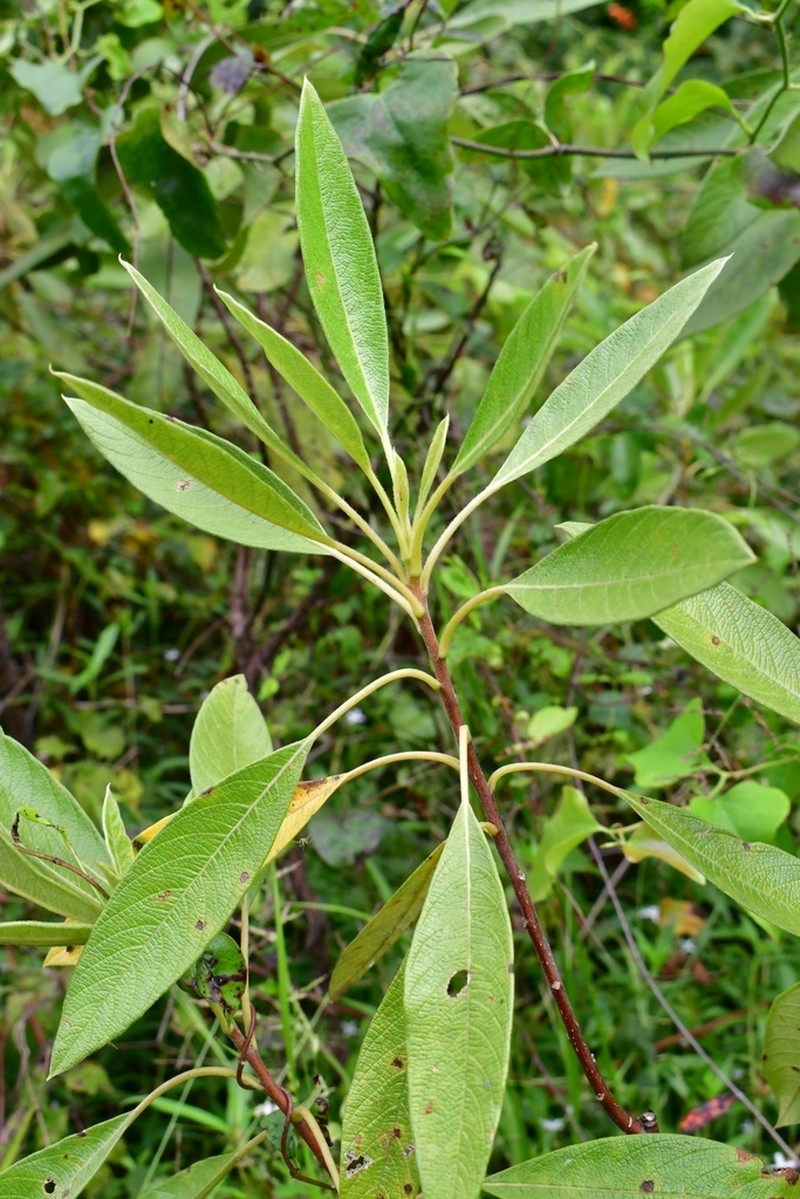 Hairy Corkwood photo 5