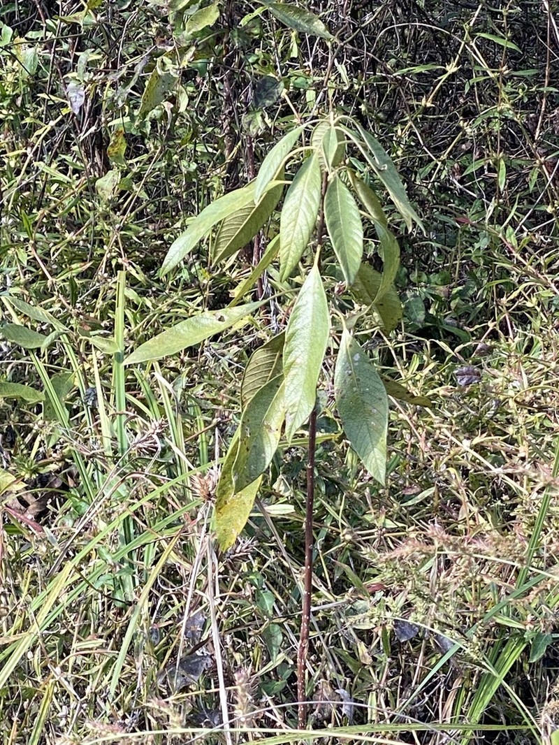 Hairy Corkwood photo 6