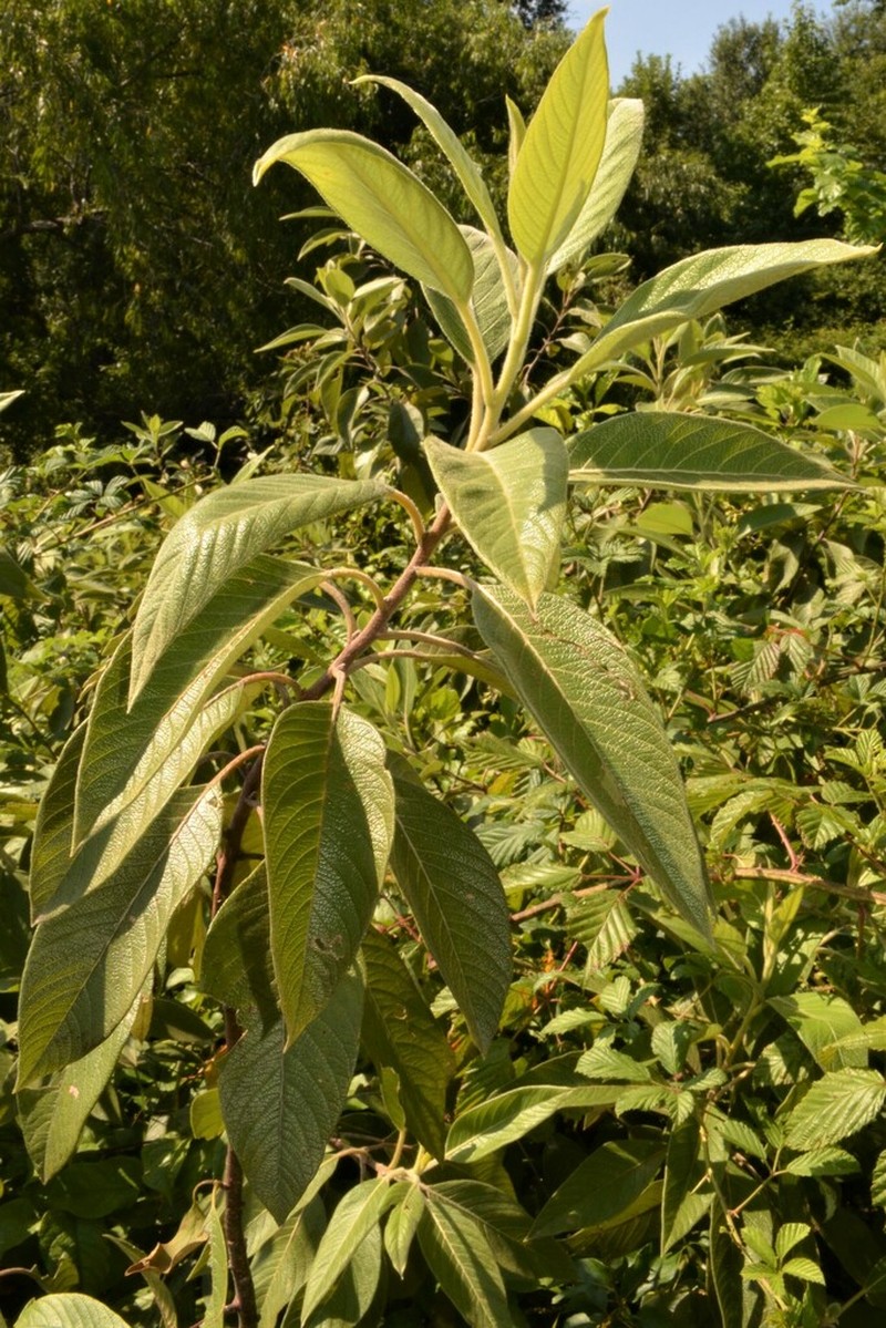 Hairy Corkwood photo 8