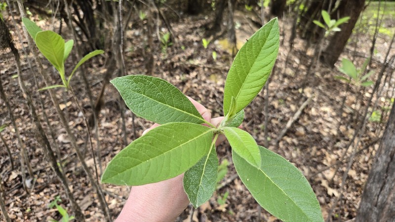 Leitneria pilosa subsp. ozarkana