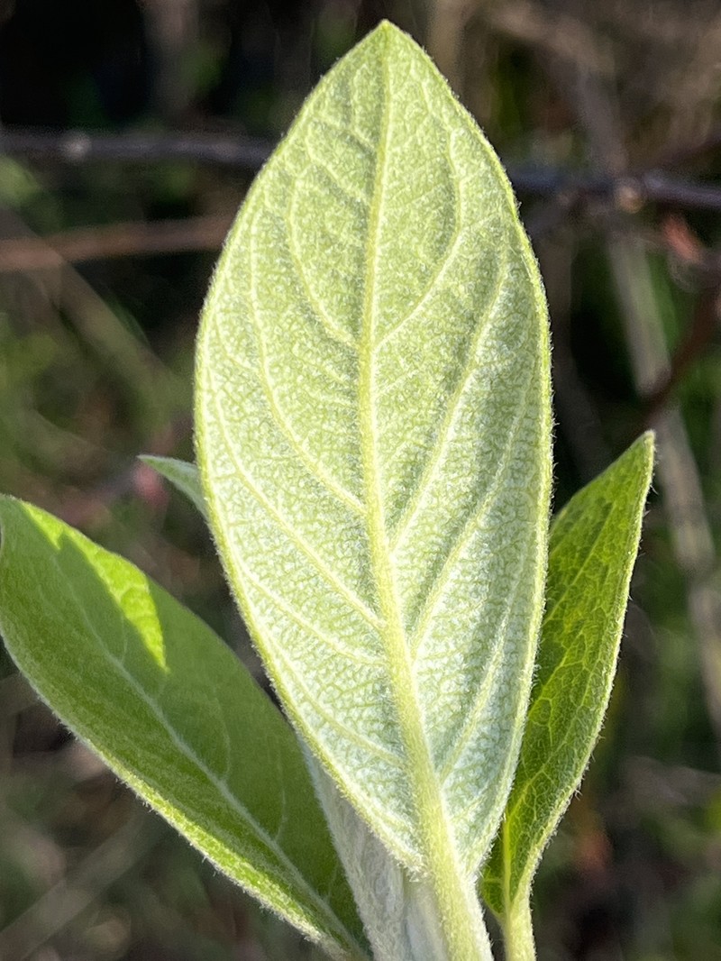 Leitneria pilosa subsp. ozarkana photo 2