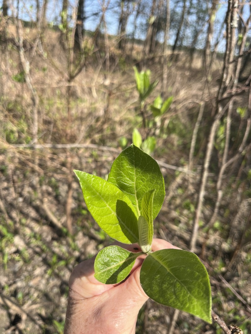 Leitneria pilosa subsp. ozarkana photo 3