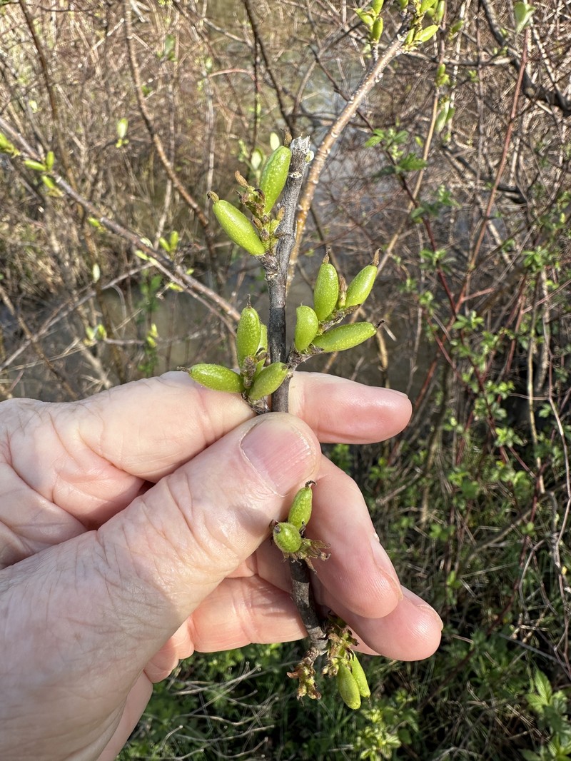 Leitneria pilosa subsp. ozarkana photo 4