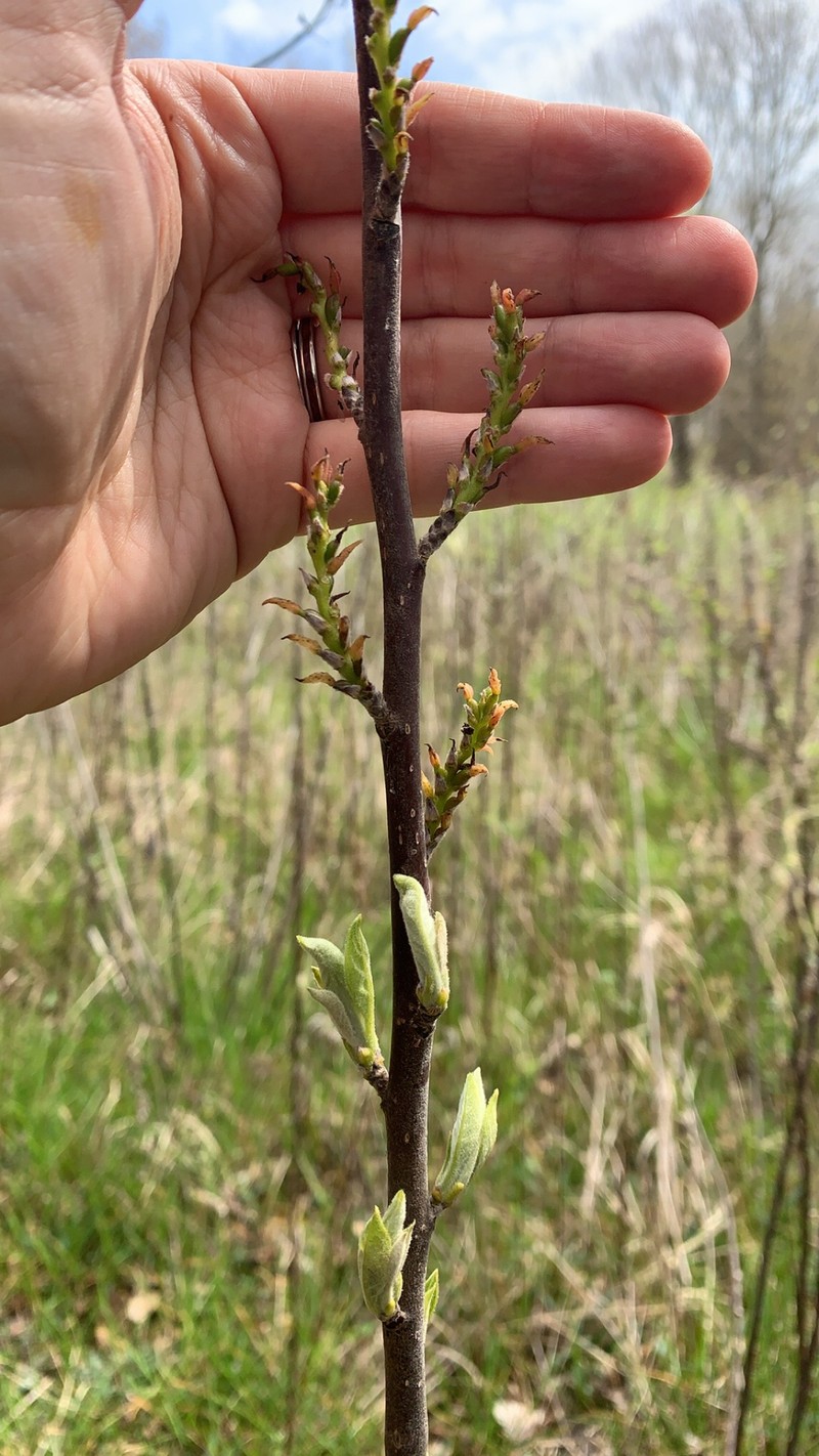 Leitneria pilosa subsp. ozarkana photo 6