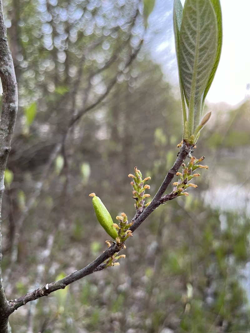 Leitneria pilosa subsp. ozarkana photo 7