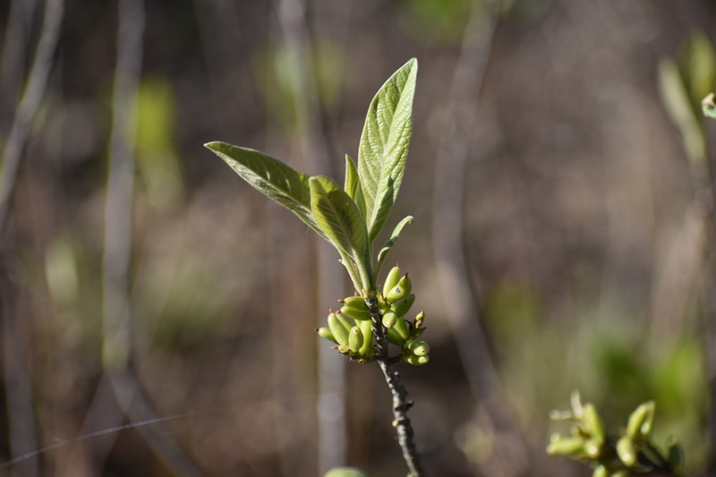 Leitneria pilosa subsp. ozarkana photo 8