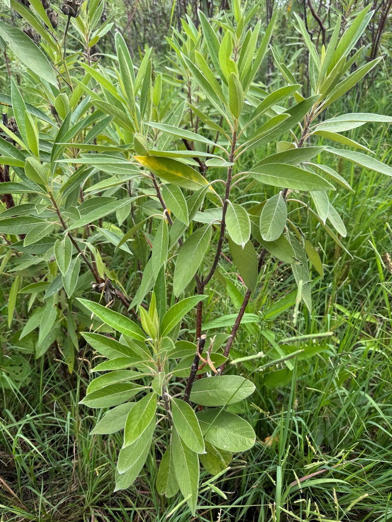 Leitneria pilosa subsp. pilosa