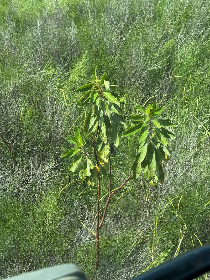Leitneria pilosa subsp. pilosa photo 2