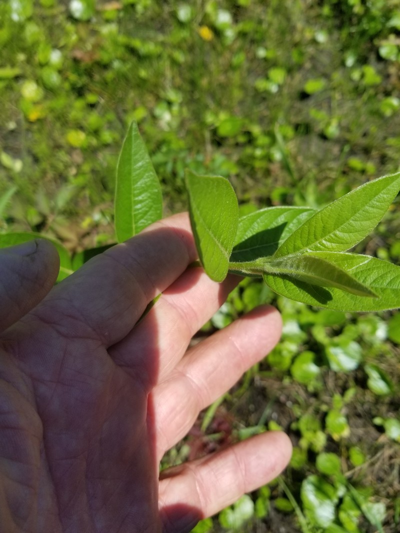 Leitneria pilosa subsp. pilosa photo 3