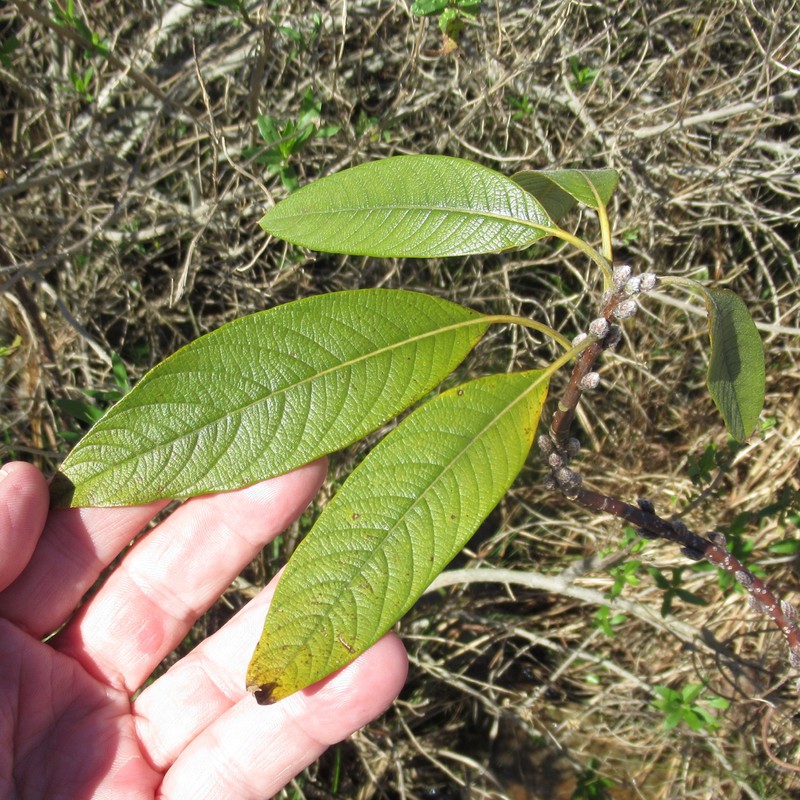 Leitneria pilosa subsp. pilosa photo 4