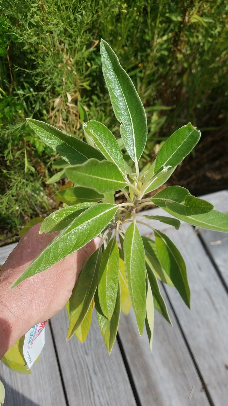 Leitneria pilosa subsp. pilosa photo 6