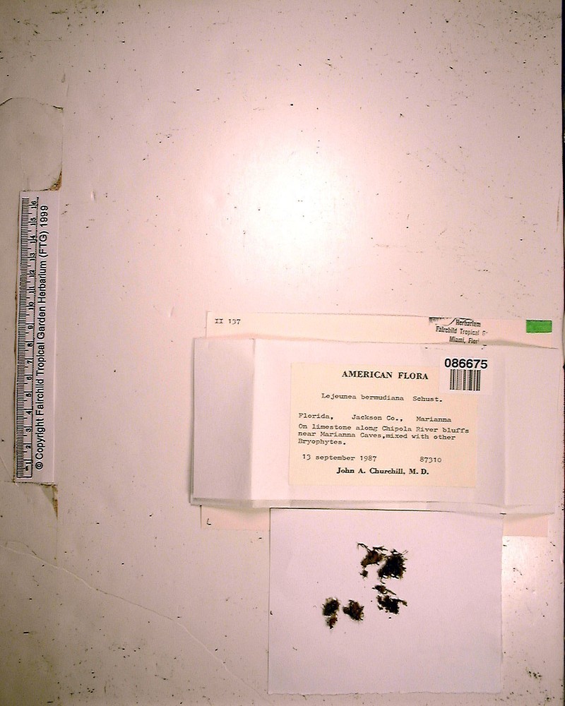 Lejeunea bermudiana