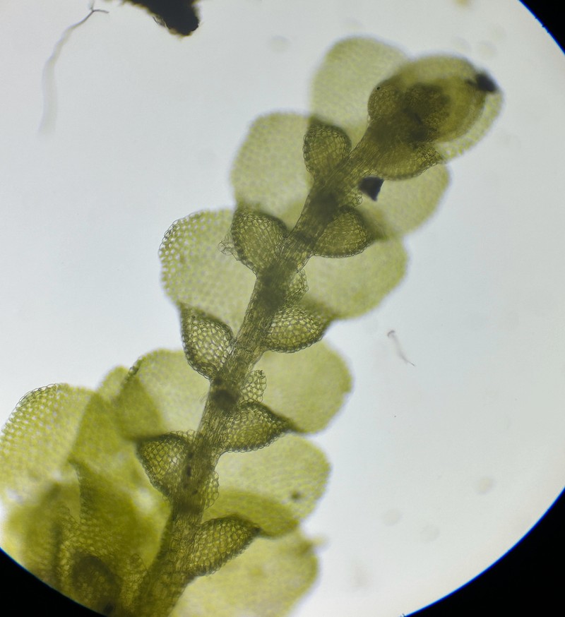 Lejeunea blomquistii