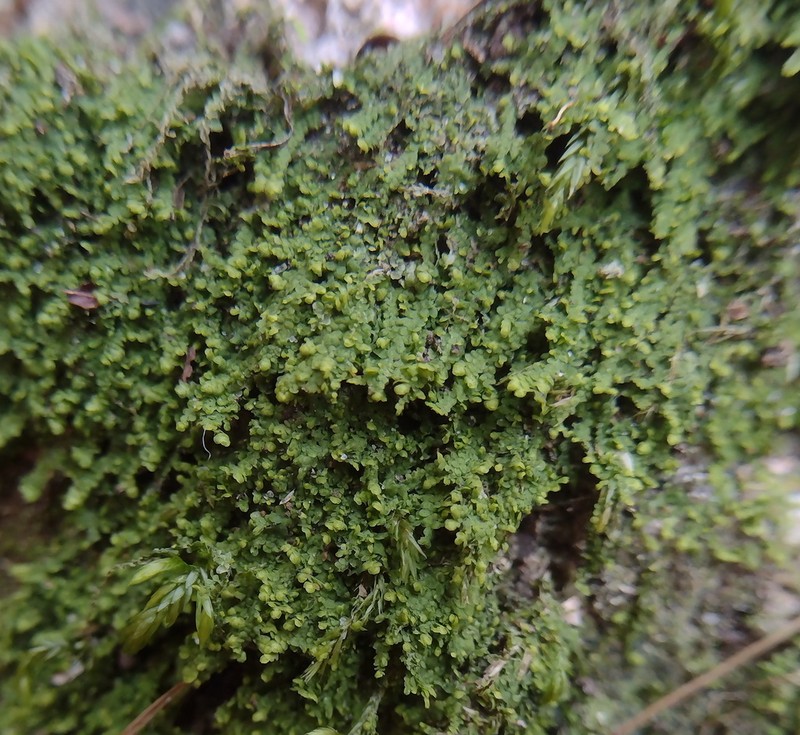 Lejeunea cavifolia