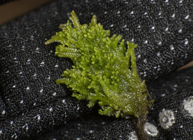 Lejeunea cavifolia photo 2