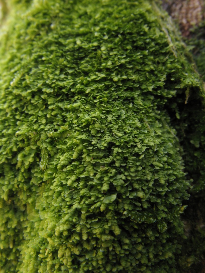 Lejeunea cavifolia photo 3