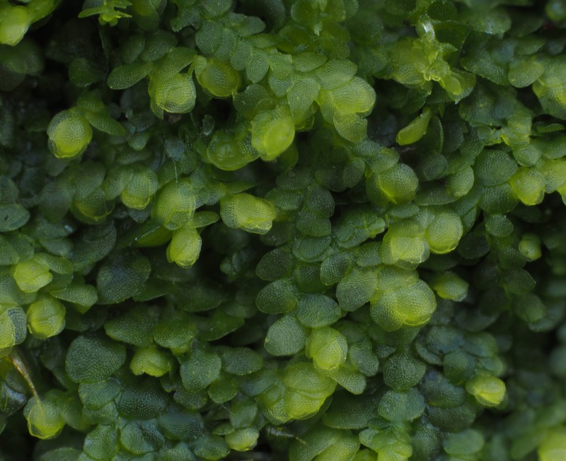 Lejeunea cavifolia photo 4