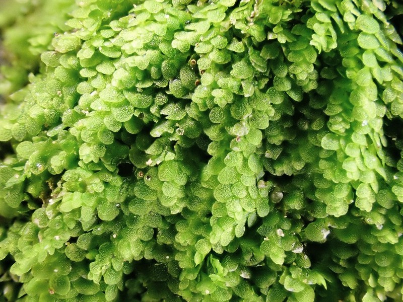 Lejeunea cavifolia photo 5