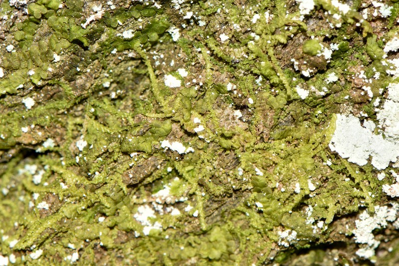 Lejeunea cavifolia photo 6
