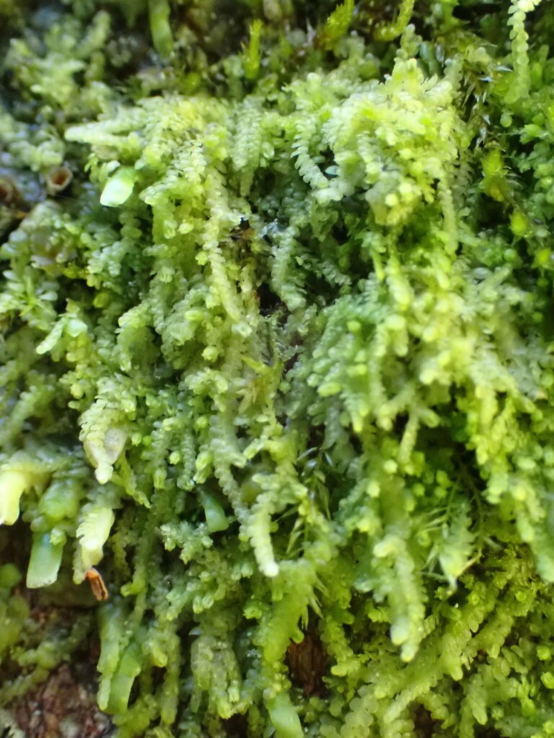 Lejeunea cavifolia photo 8