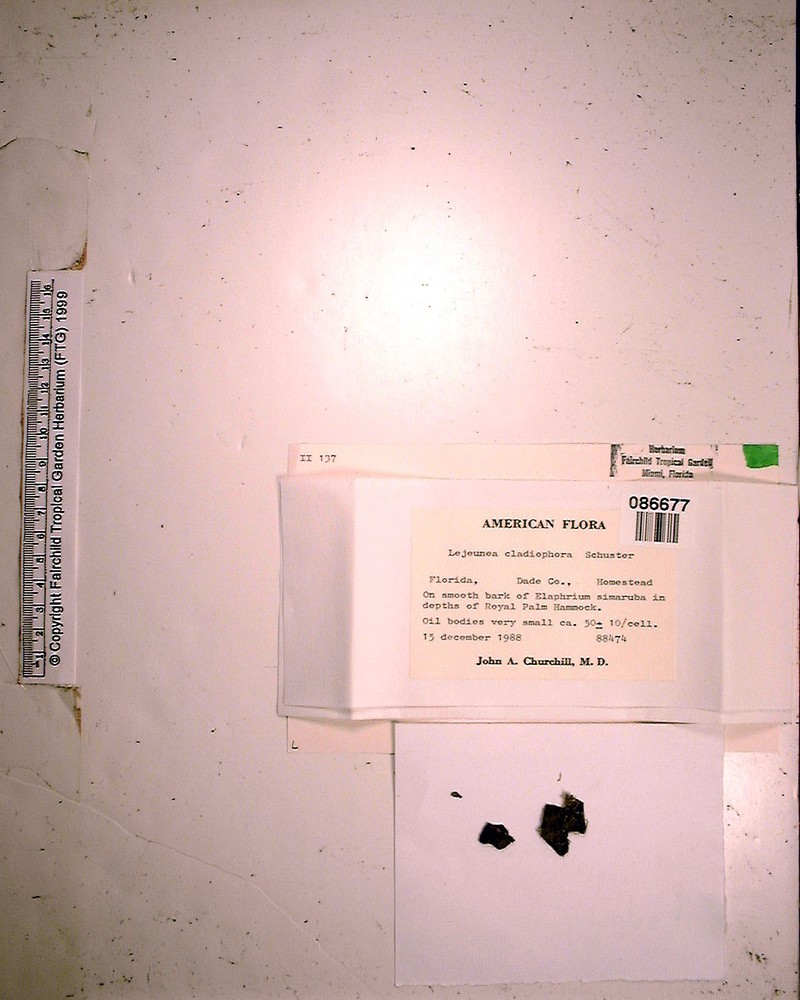 Lejeunea cladiophora