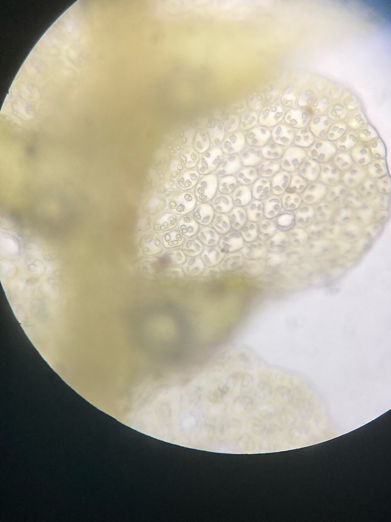 Lejeunea cladogyna photo 2