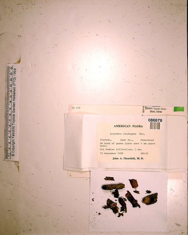 Lejeunea cladogyna photo 3