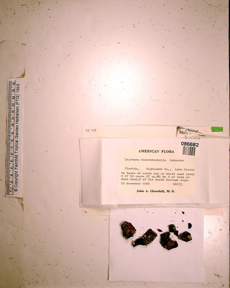 Lejeunea dimorphophylla