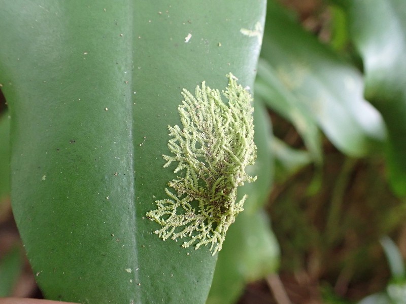 Lejeunea flava
