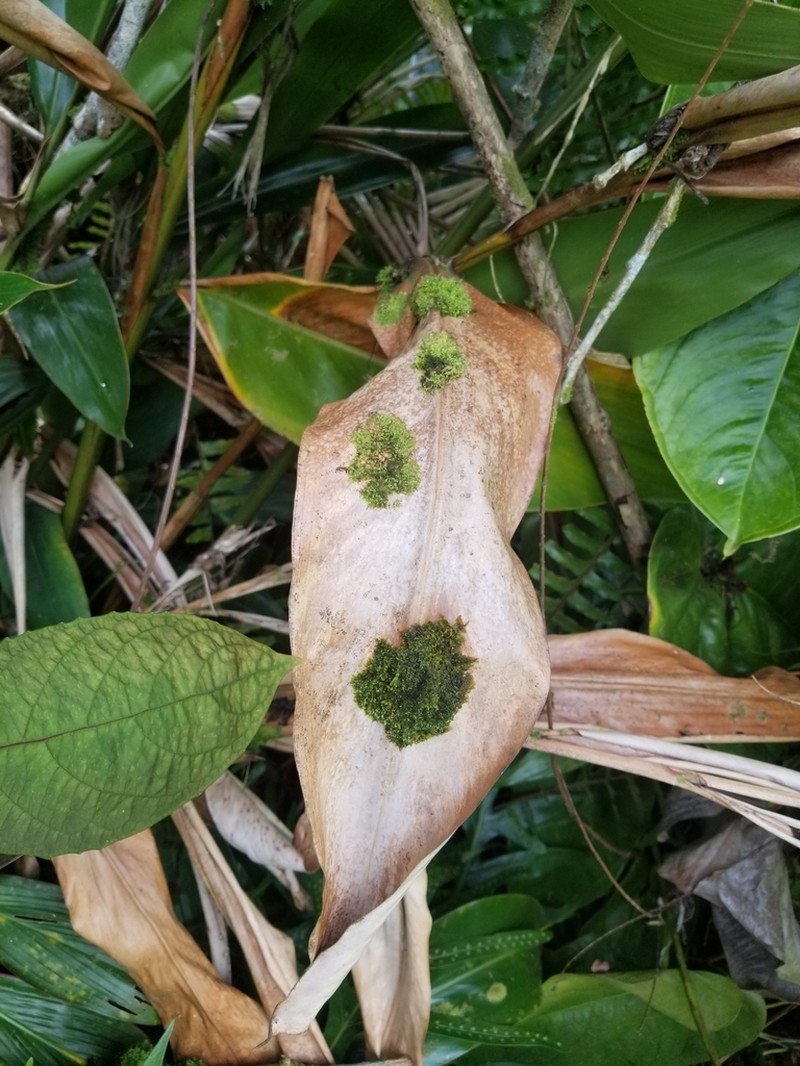 Lejeunea flava photo 3