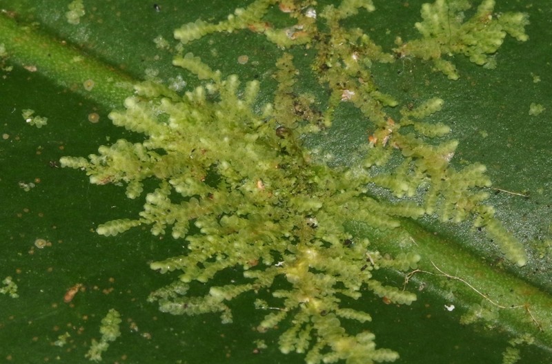 Lejeunea flava photo 4