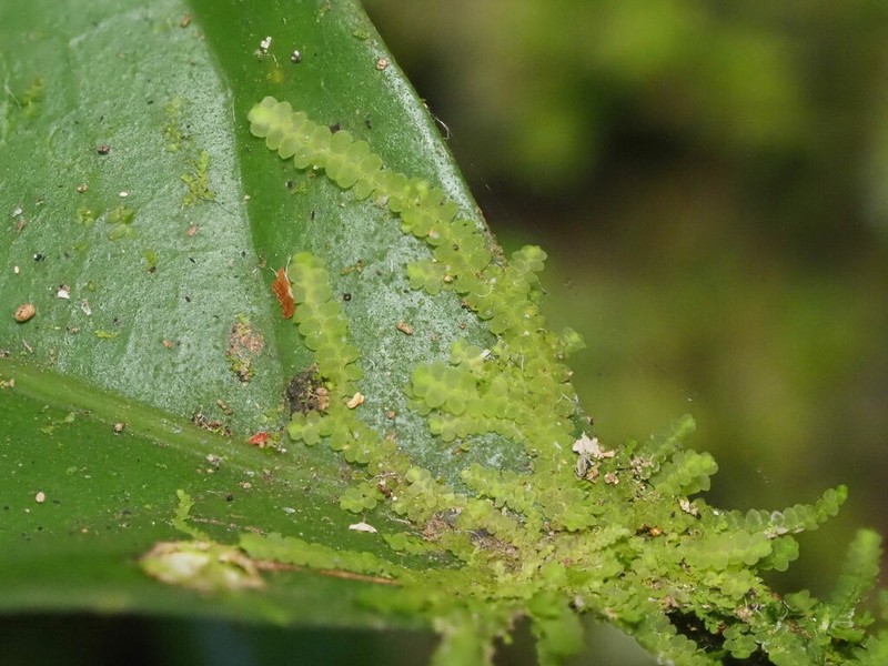 Lejeunea flava photo 6